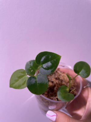 Ace of Spades x Papillilaminum