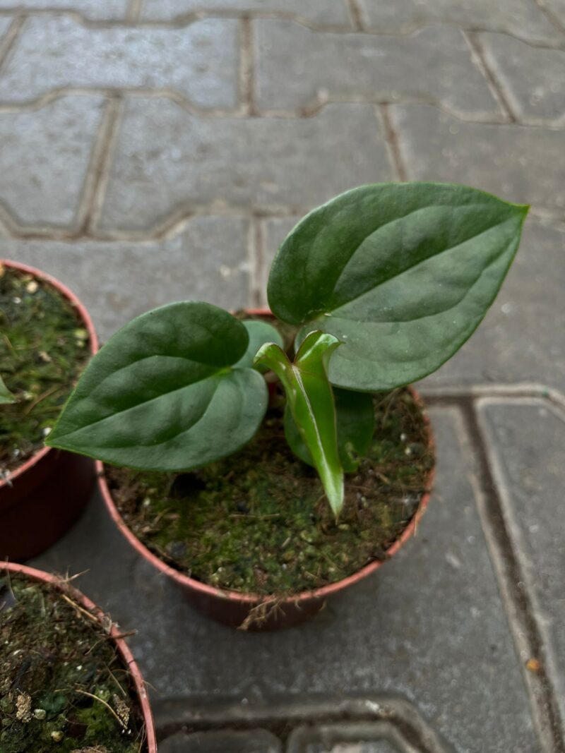 Anthurium Papillilaminum x Anthurium Luxurians