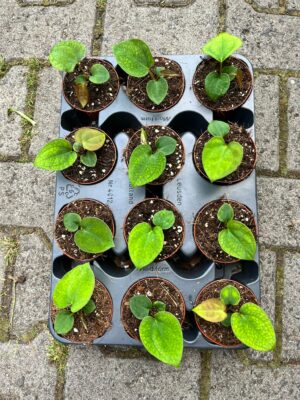 Anthurium papillilaminum seedlings