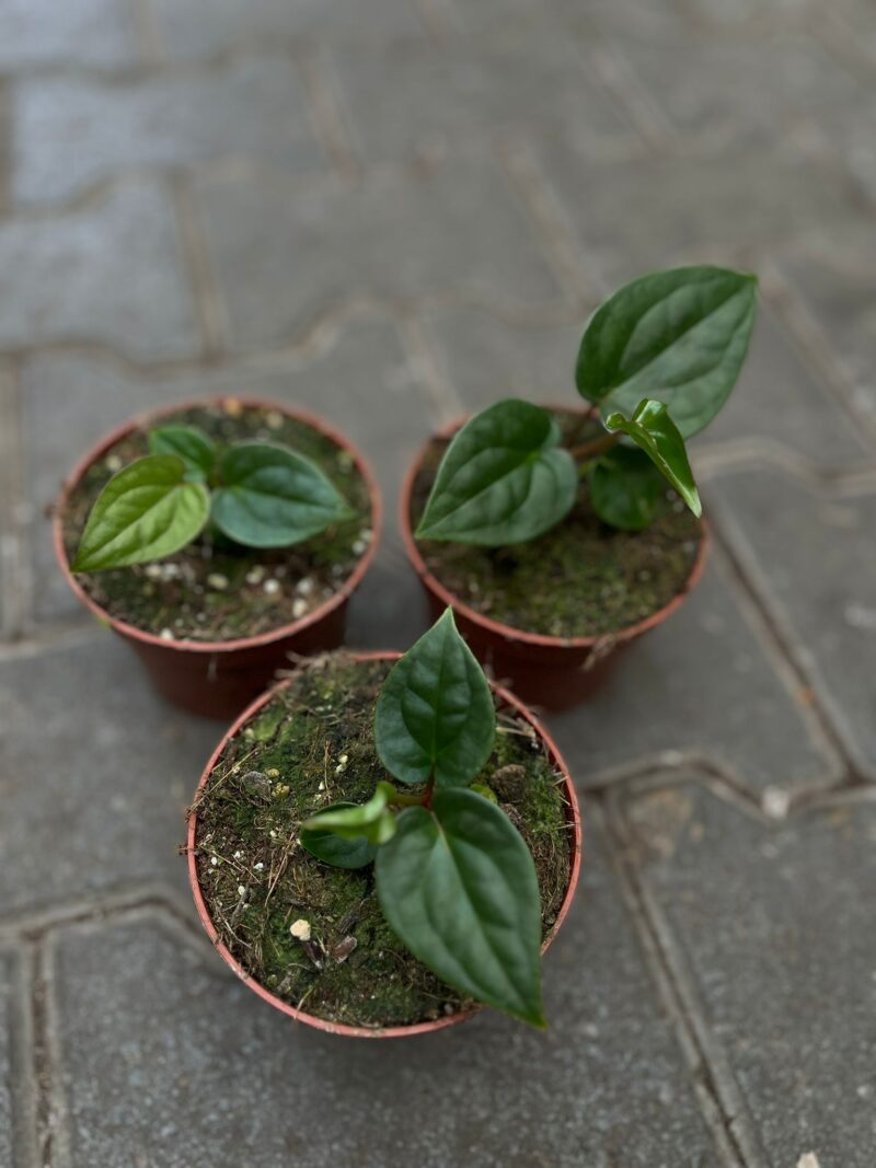 Anthurium Papillilaminum x Anthurium Luxurians