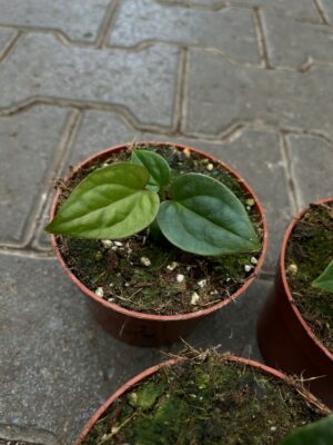 Anthurium Papillilaminum x Anthurium Luxurians