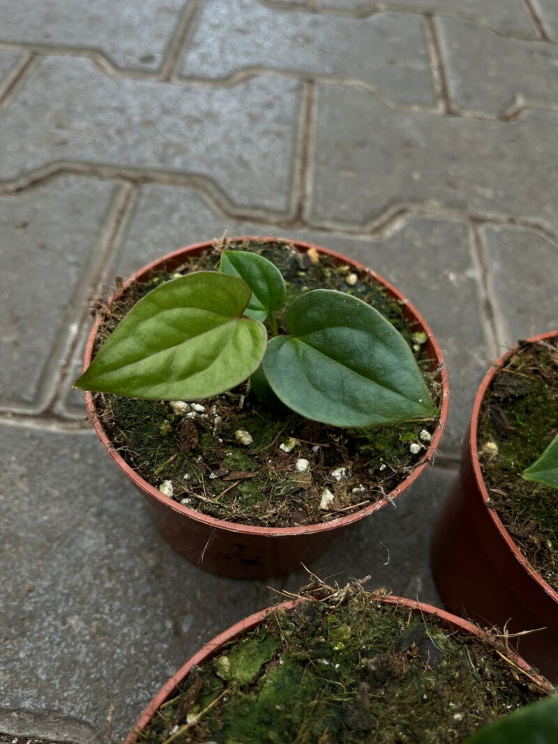 Anthurium Papillilaminum x Anthurium Luxurians