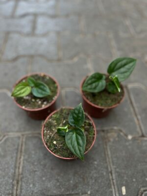 Anthurium Papillilaminum x Anthurium Luxurians