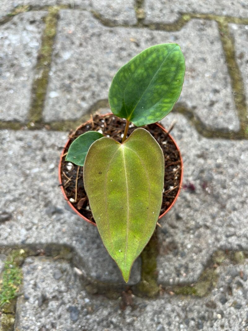 Anthurium papillilaminum seedlings