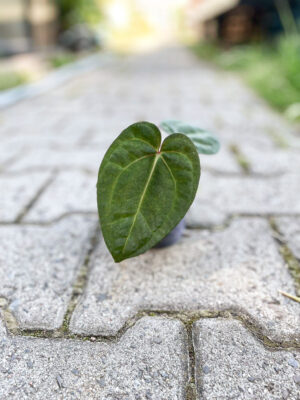Anthurium Dark Phoenix