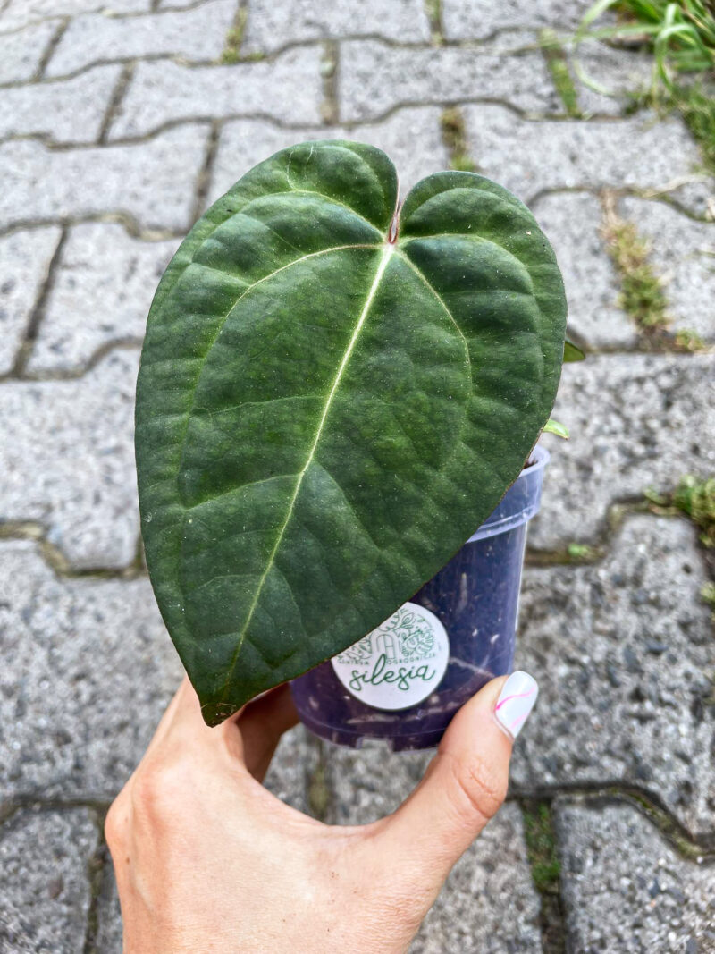 Anthurium Dark Phoenix