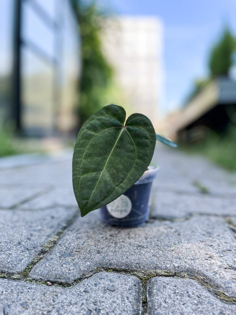 Anthurium Dark Phoenix
