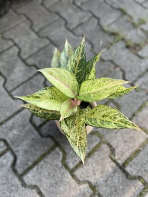Aglaonema Frozen