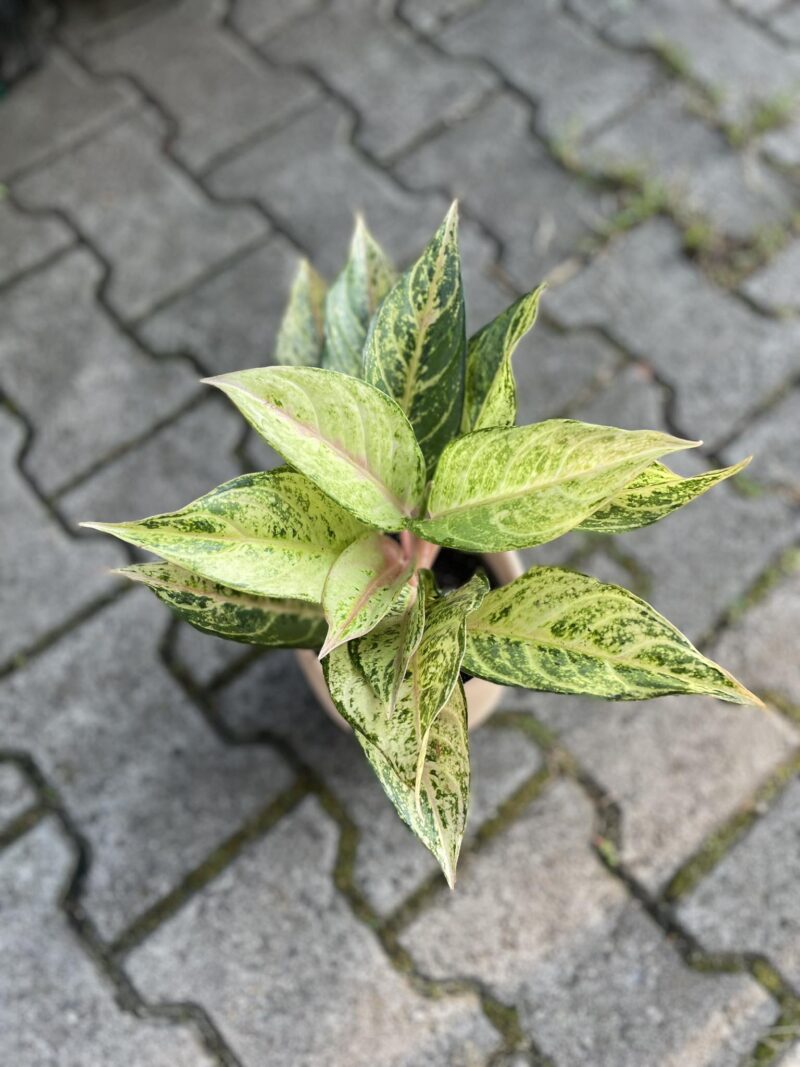 Aglaonema Frozen