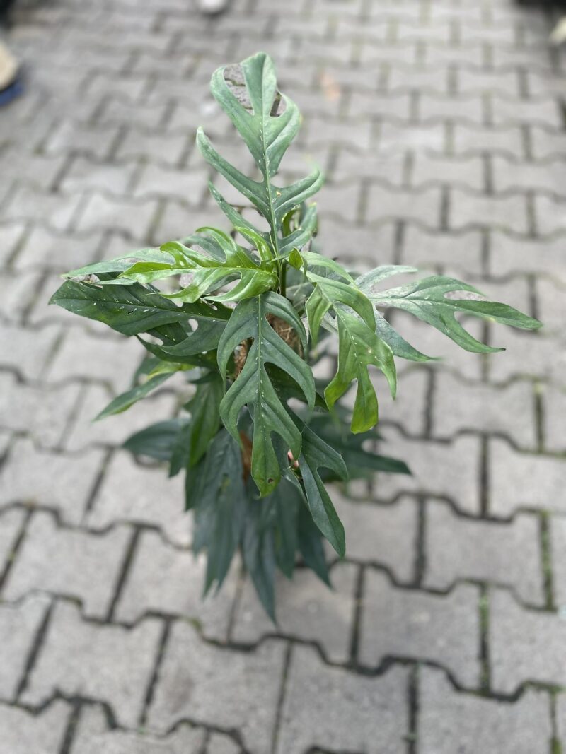Epipremnum Pinnatum Baltic Blue