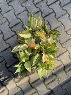 Aglaonema Frozen