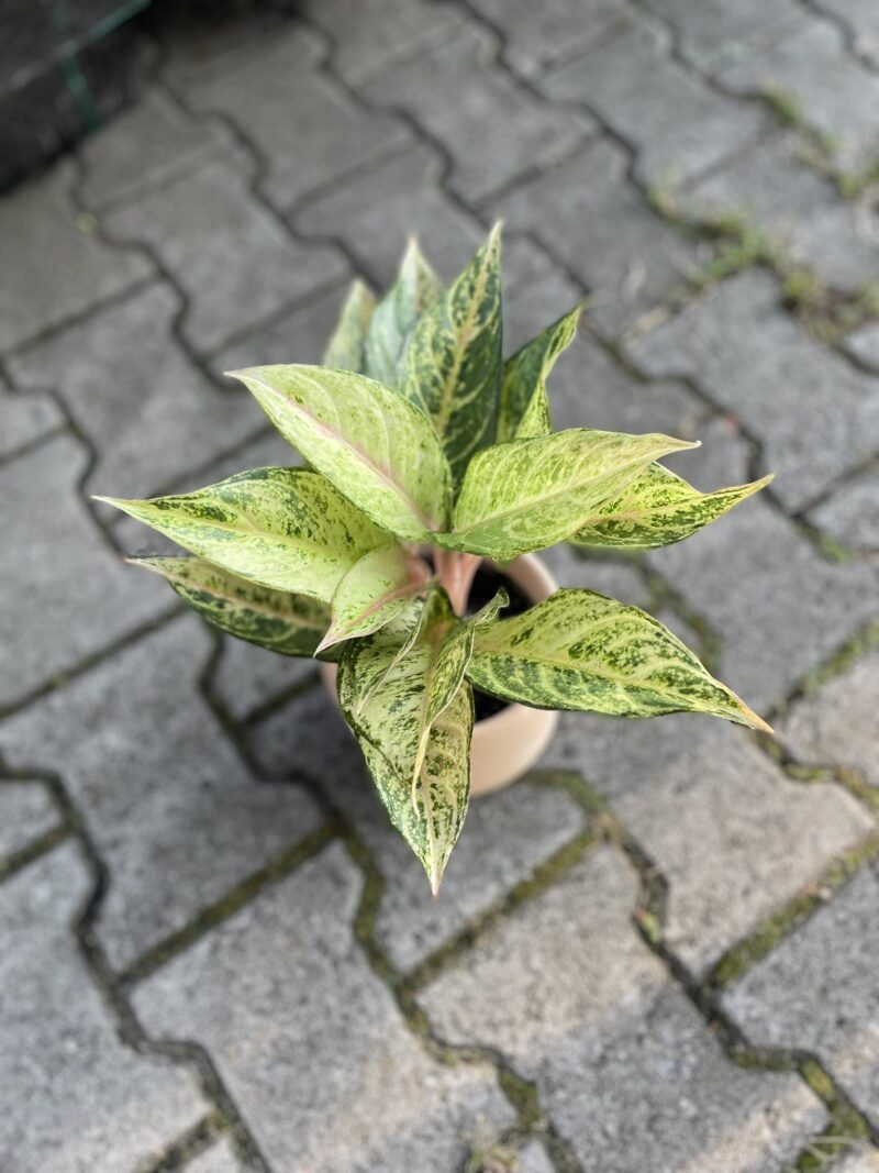 Aglaonema Frozen