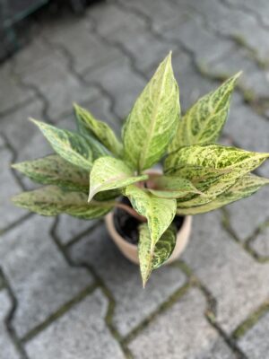 Aglaonema Frozen