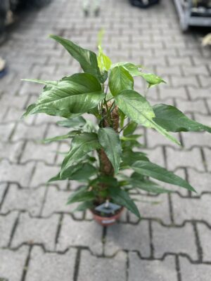 Epipremnum Pinnatum Skeleton Key