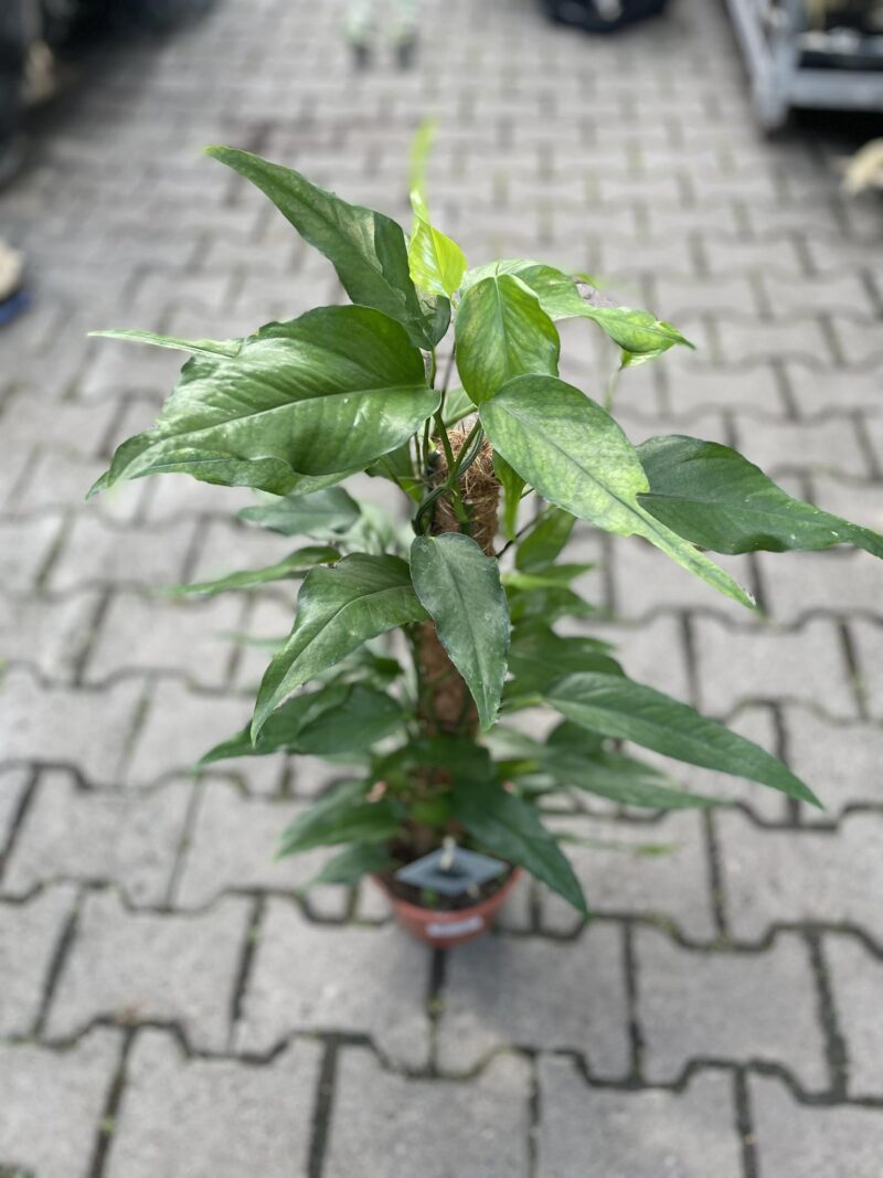 Epipremnum Pinnatum Skeleton Key