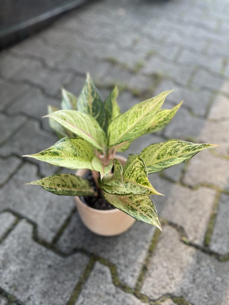 Aglaonema Frozen