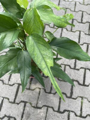 Epipremnum Pinnatum Skeleton Key