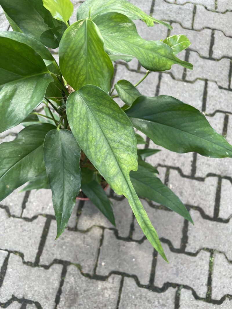 Epipremnum Pinnatum Skeleton Key