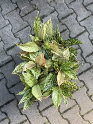 Aglaonema Frozen