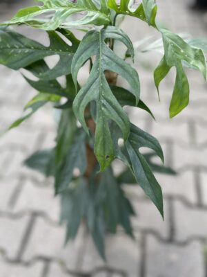 Epipremnum Pinnatum Baltic Blue