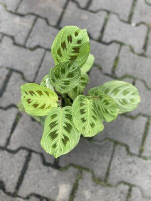 Maranta Light Veins