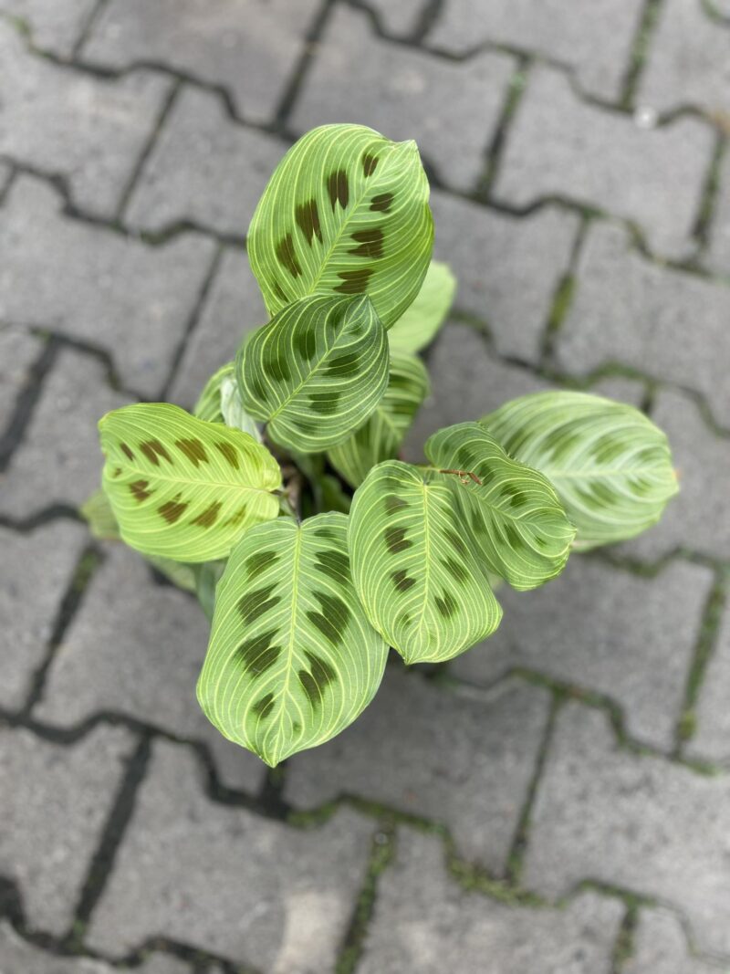 Maranta Light Veins