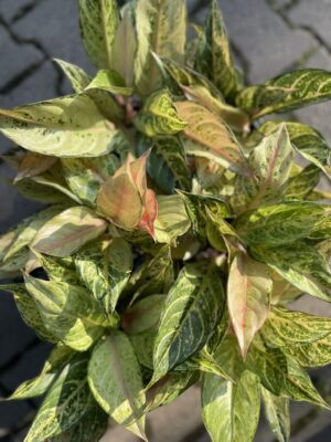Aglaonema Frozen