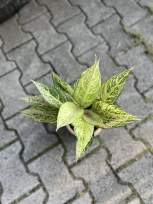Aglaonema Frozen