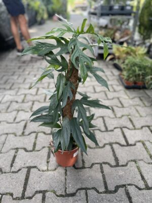 Epipremnum Pinnatum Baltic Blue