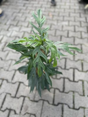 Epipremnum Pinnatum Baltic Blue