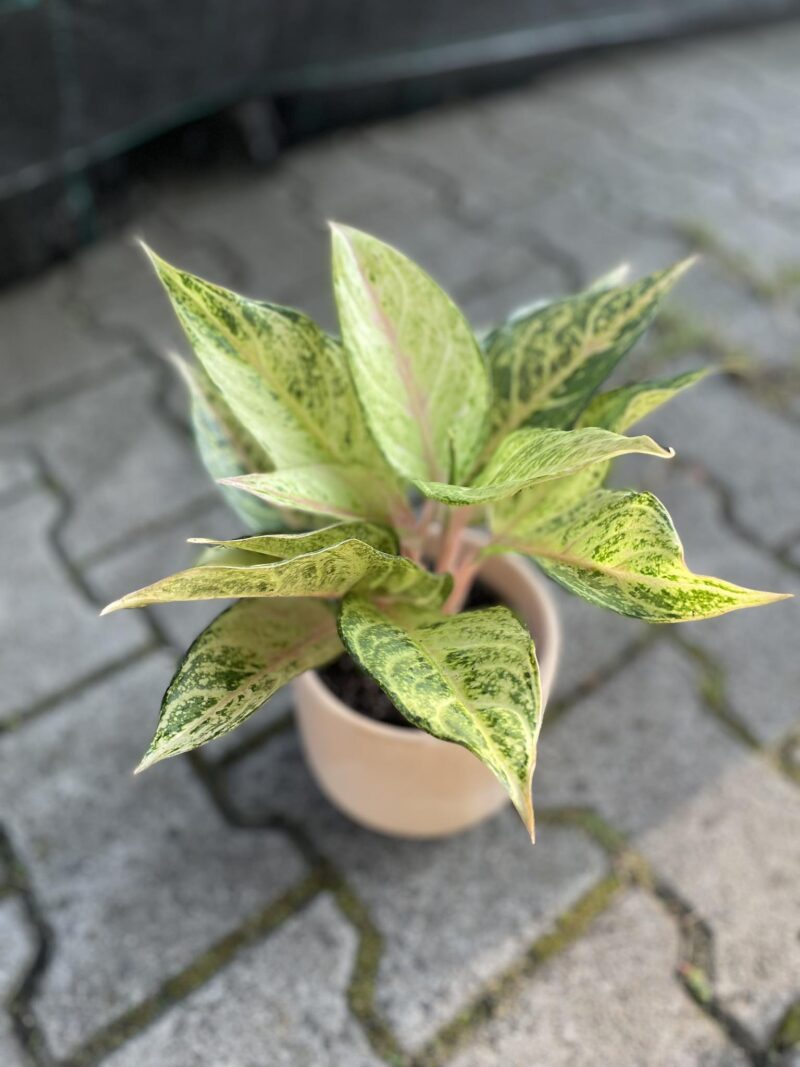 Aglaonema Frozen