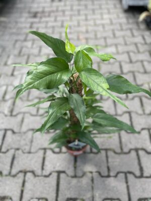 Epipremnum Pinnatum Skeleton Key