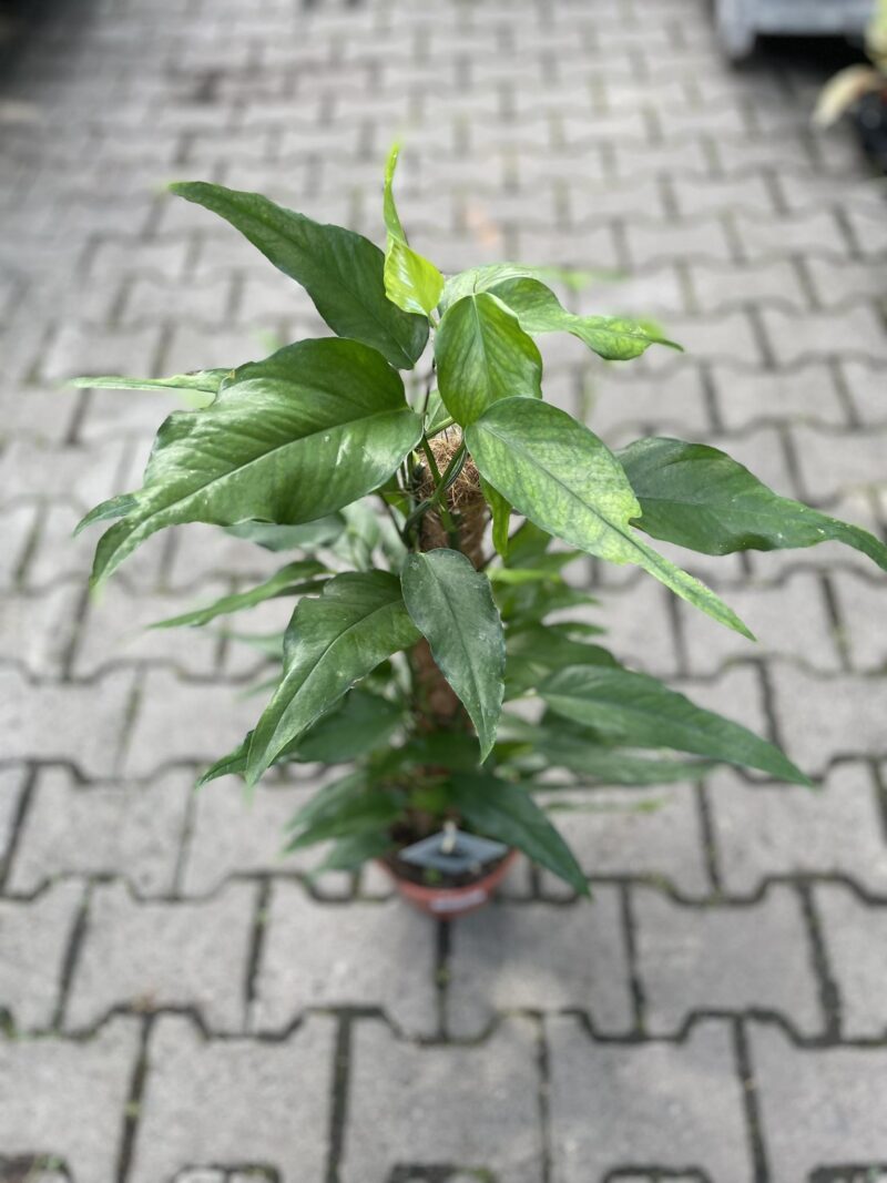 Epipremnum Pinnatum Skeleton Key