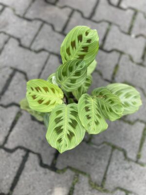 Maranta Light Veins