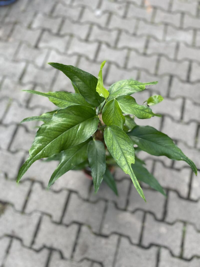 Epipremnum Pinnatum Skeleton Key