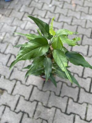 Epipremnum Pinnatum Skeleton Key