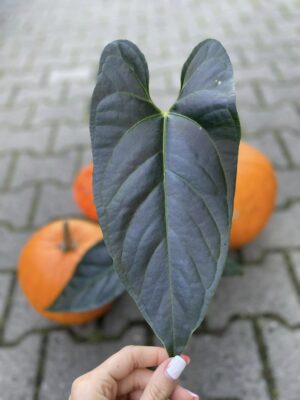 Anthurium nigrolaminum gigi x crystallinum