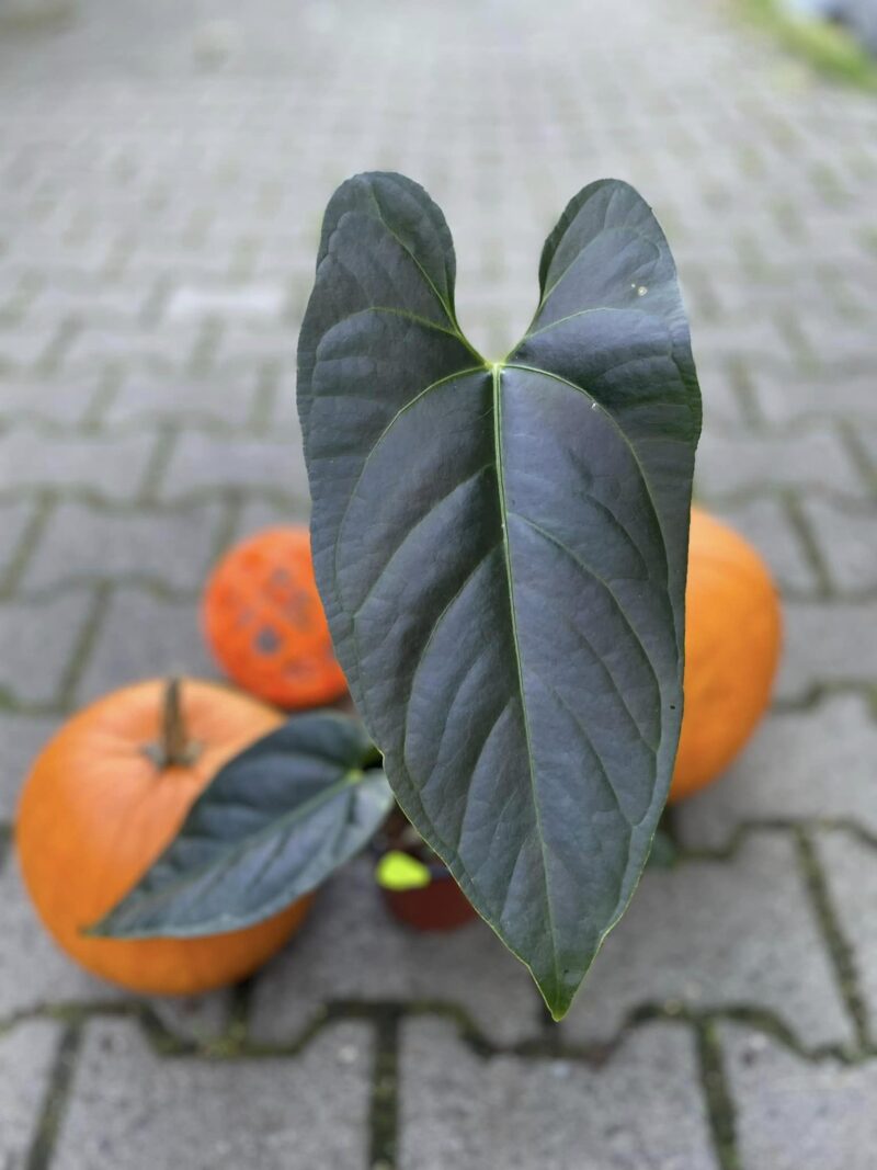 Anthurium nigrolaminum gigi x crystallinum