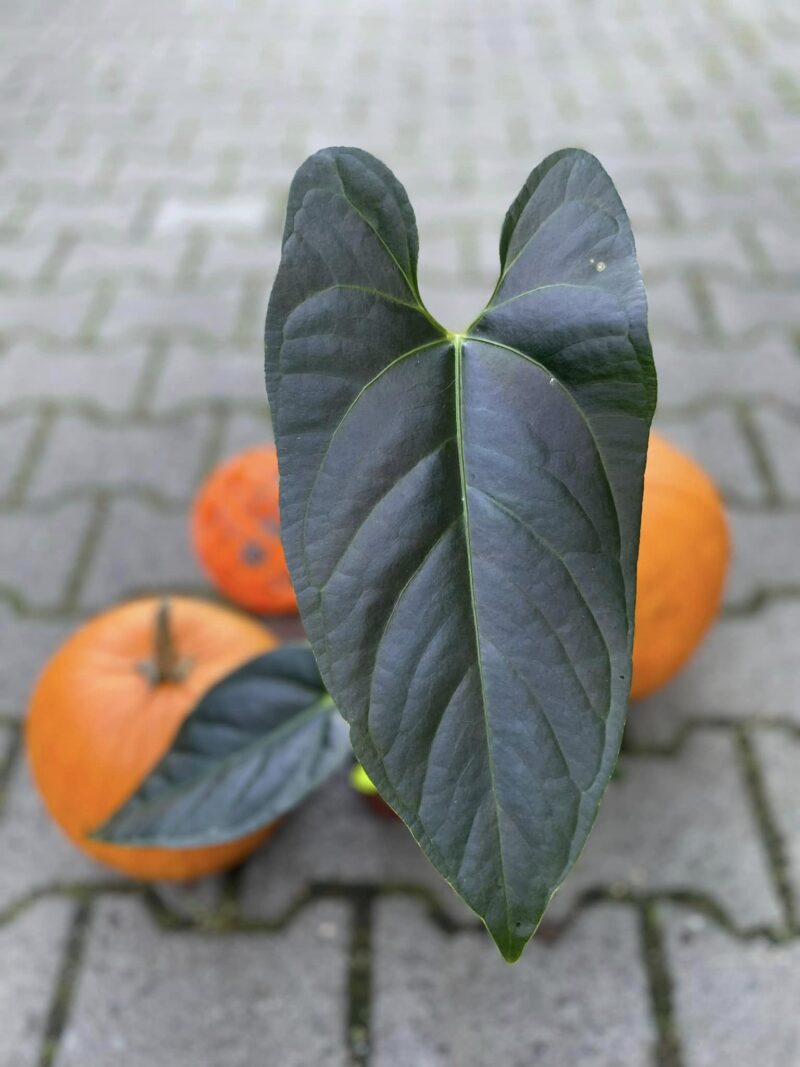 Anthurium nigrolaminum gigi x crystallinum