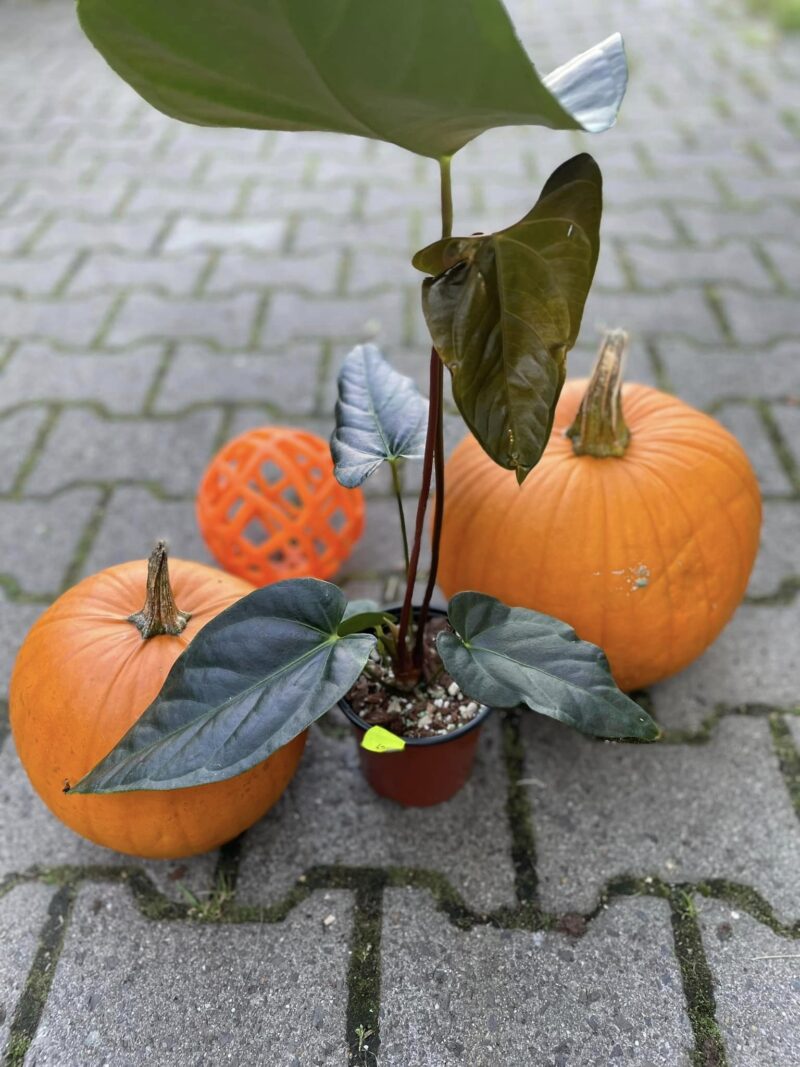 Anthurium nigrolaminum gigi x crystallinum