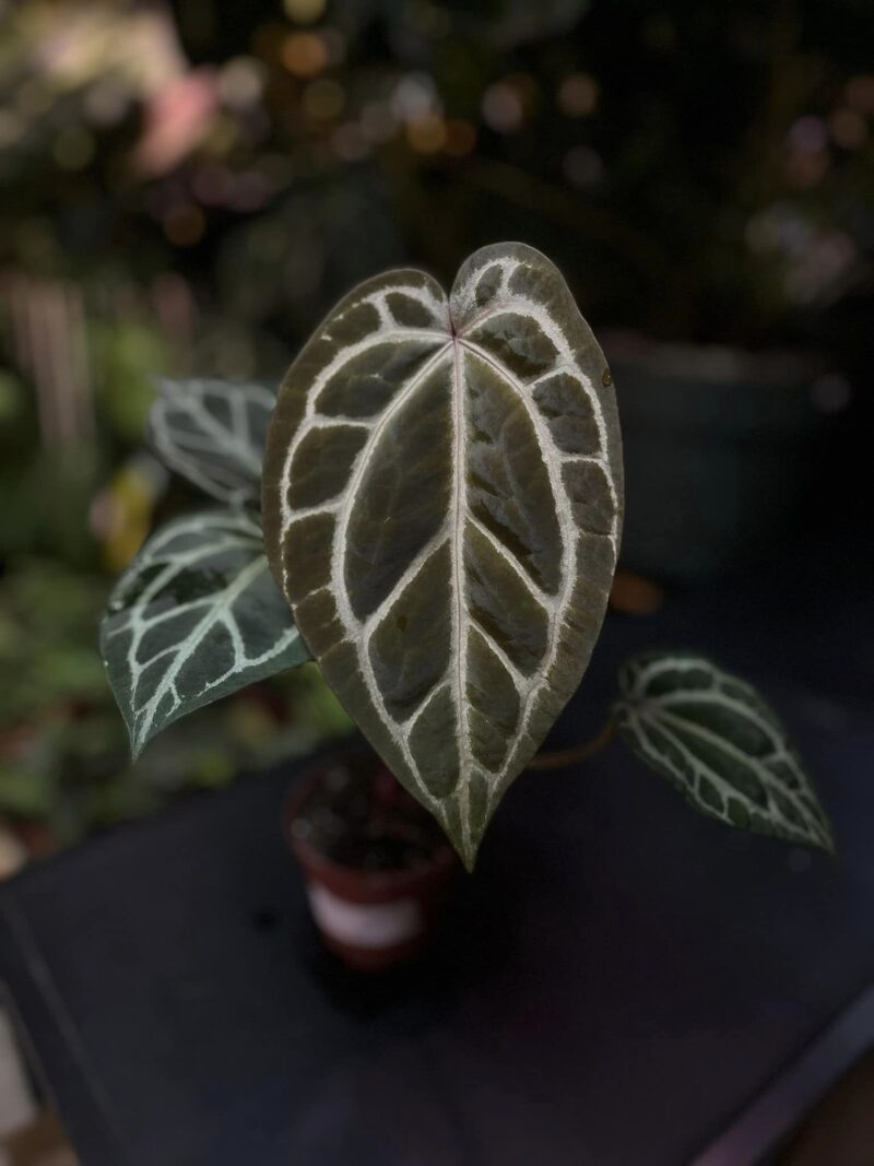 Anthurium Zara x (Michelle x Zara)