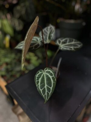 Anthurium Zara x (Michelle x Zara)