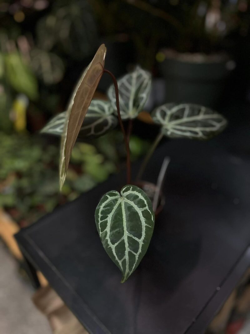 Anthurium Zara x (Michelle x Zara)