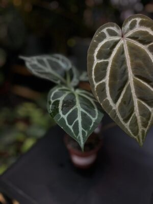 Anthurium Zara x (Michelle x Zara)