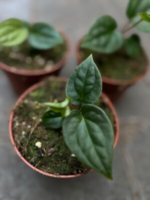 Anthurium Papillilaminum x Anthurium Luxurians