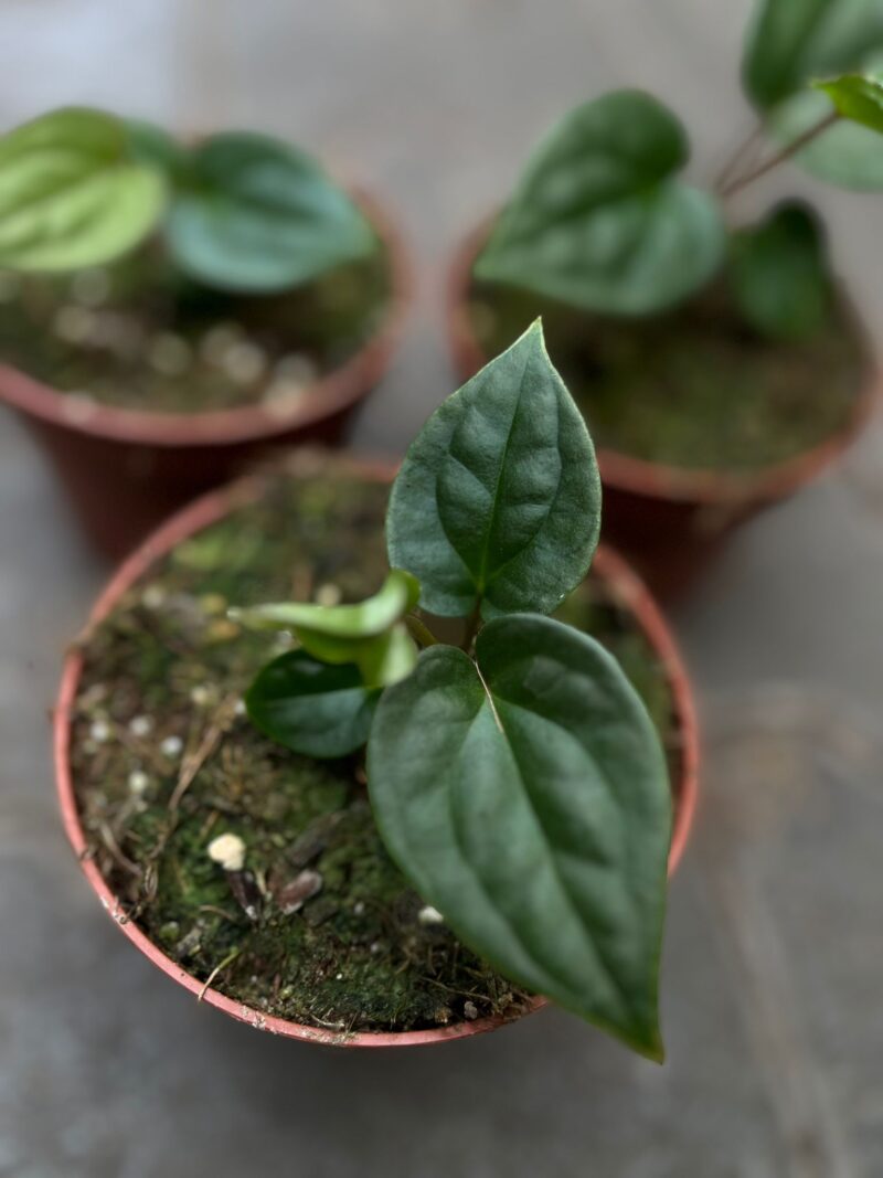 Anthurium Papillilaminum x Anthurium Luxurians