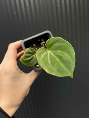 Anthurium  ‘HU’  King of Spades