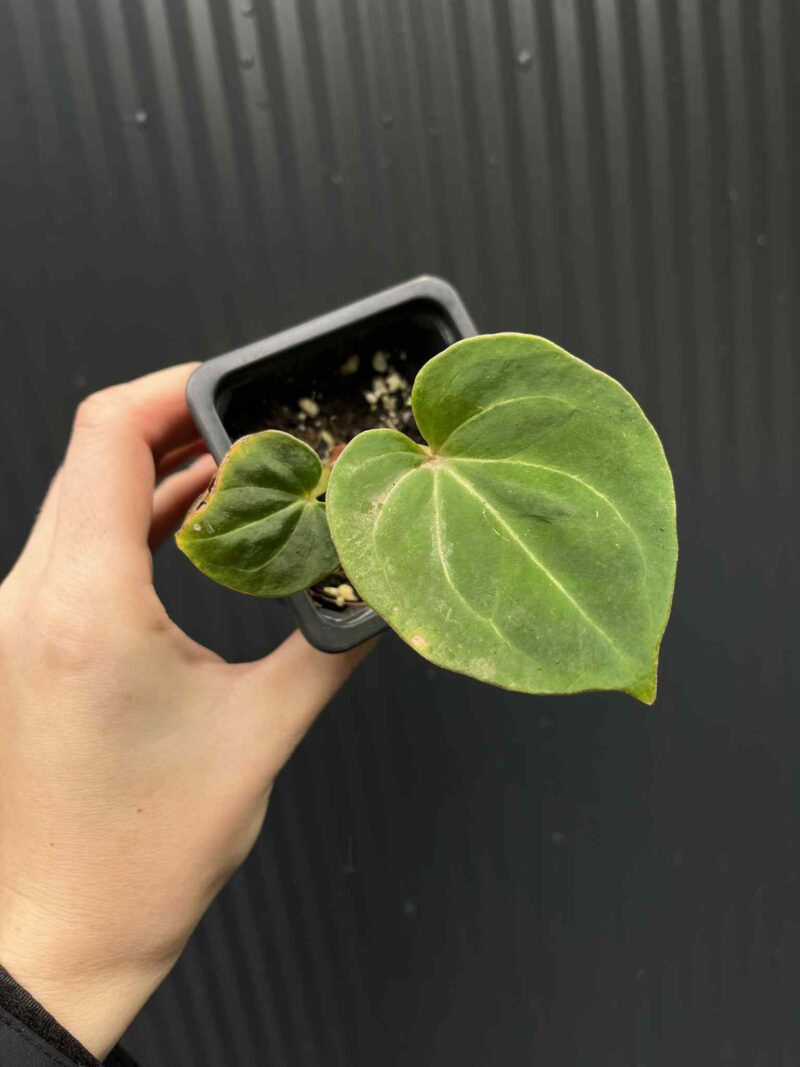 Anthurium  ‘HU’  King of Spades
