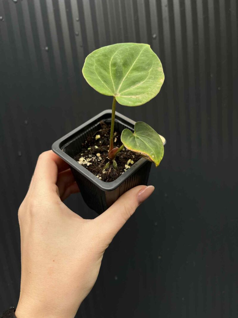 Anthurium  ‘HU’  King of Spades