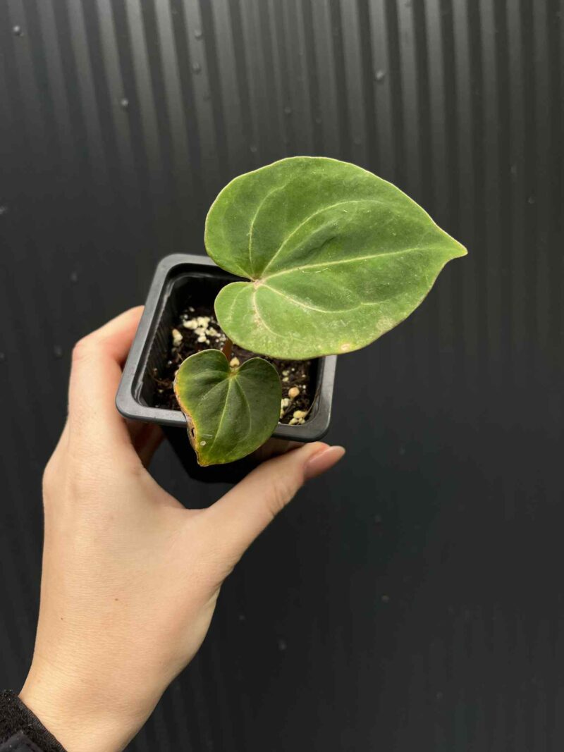 Anthurium  ‘HU’  King of Spades